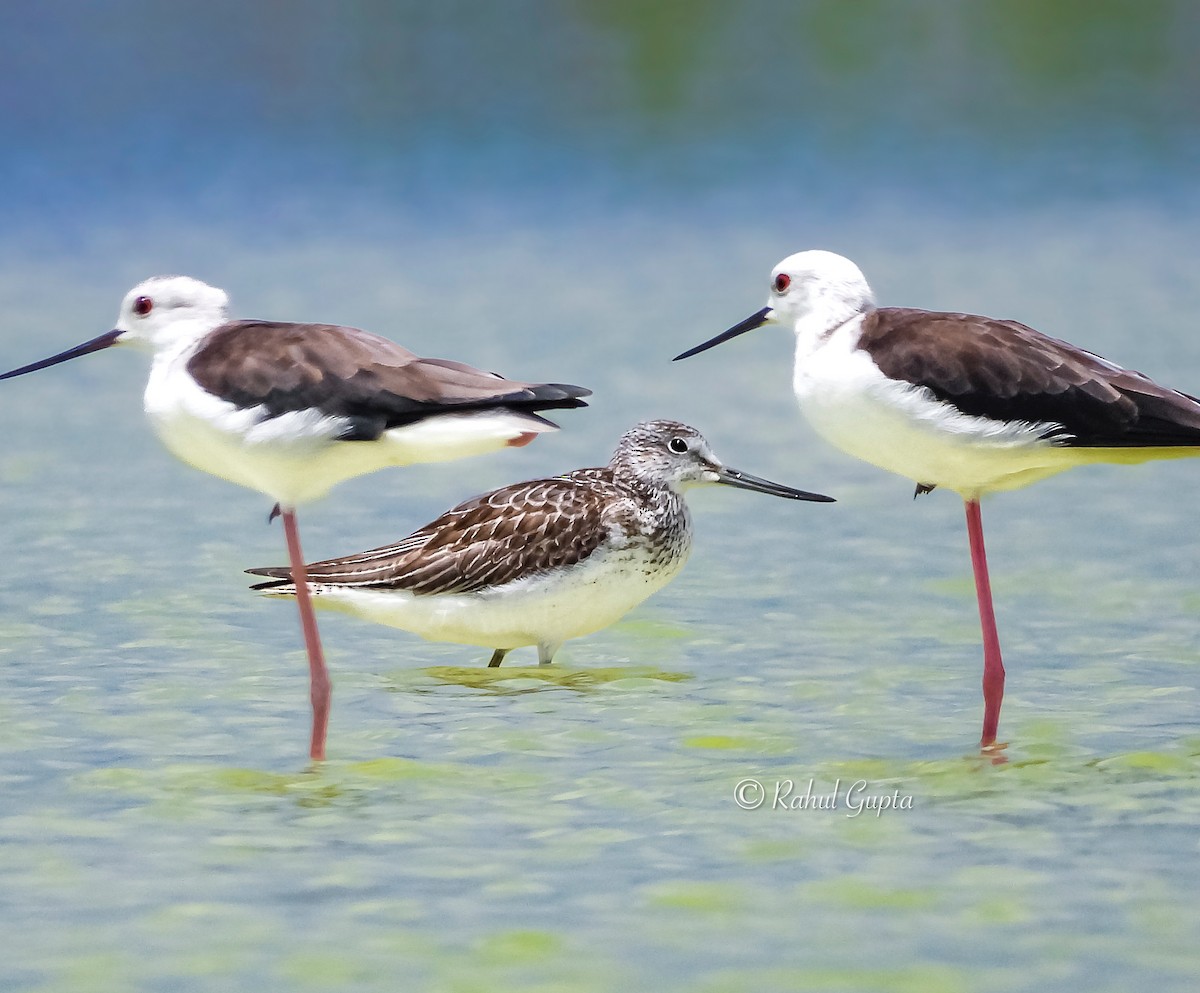 Common Greenshank - ML641709968