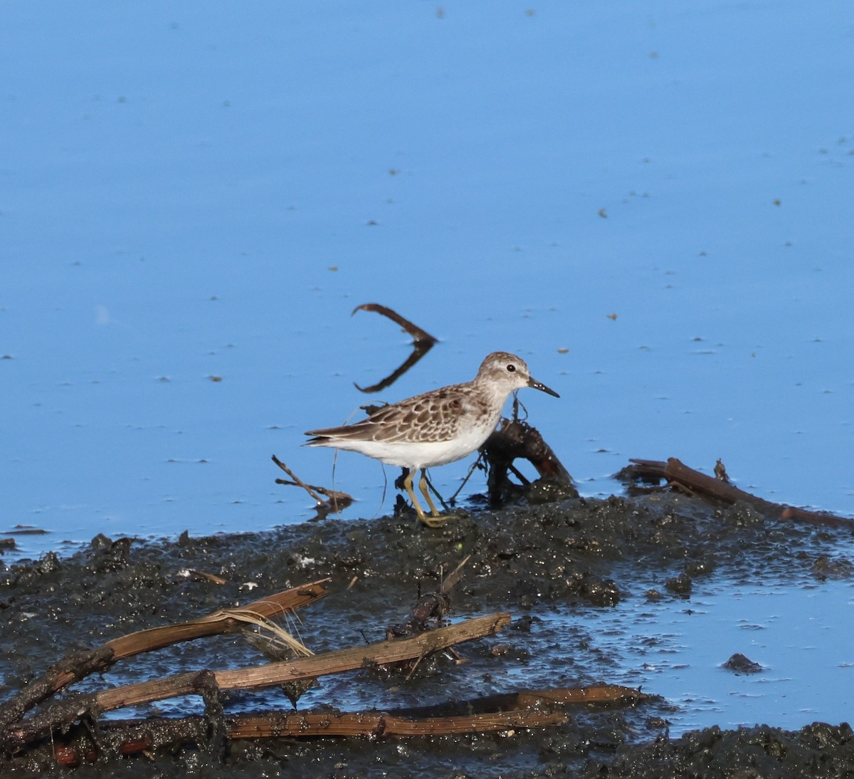 Black-bellied Plover - ML641709970