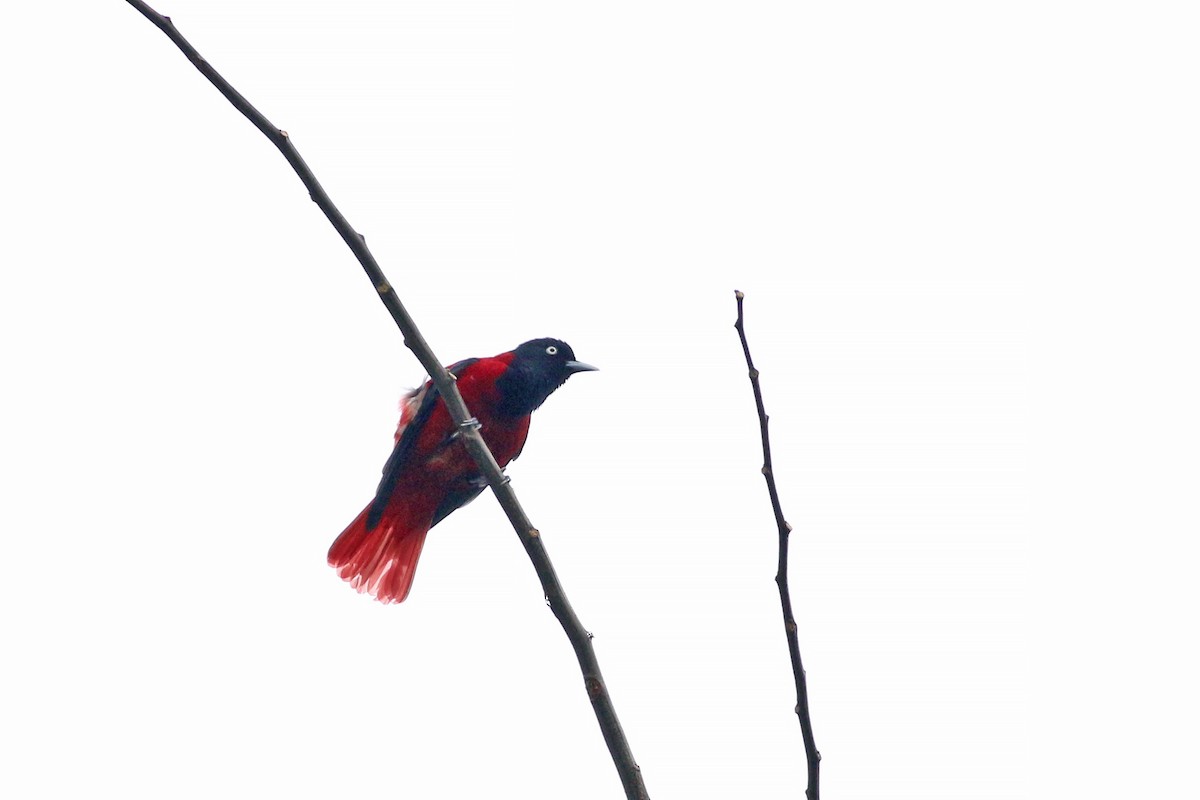 Maroon Oriole - ML641709971