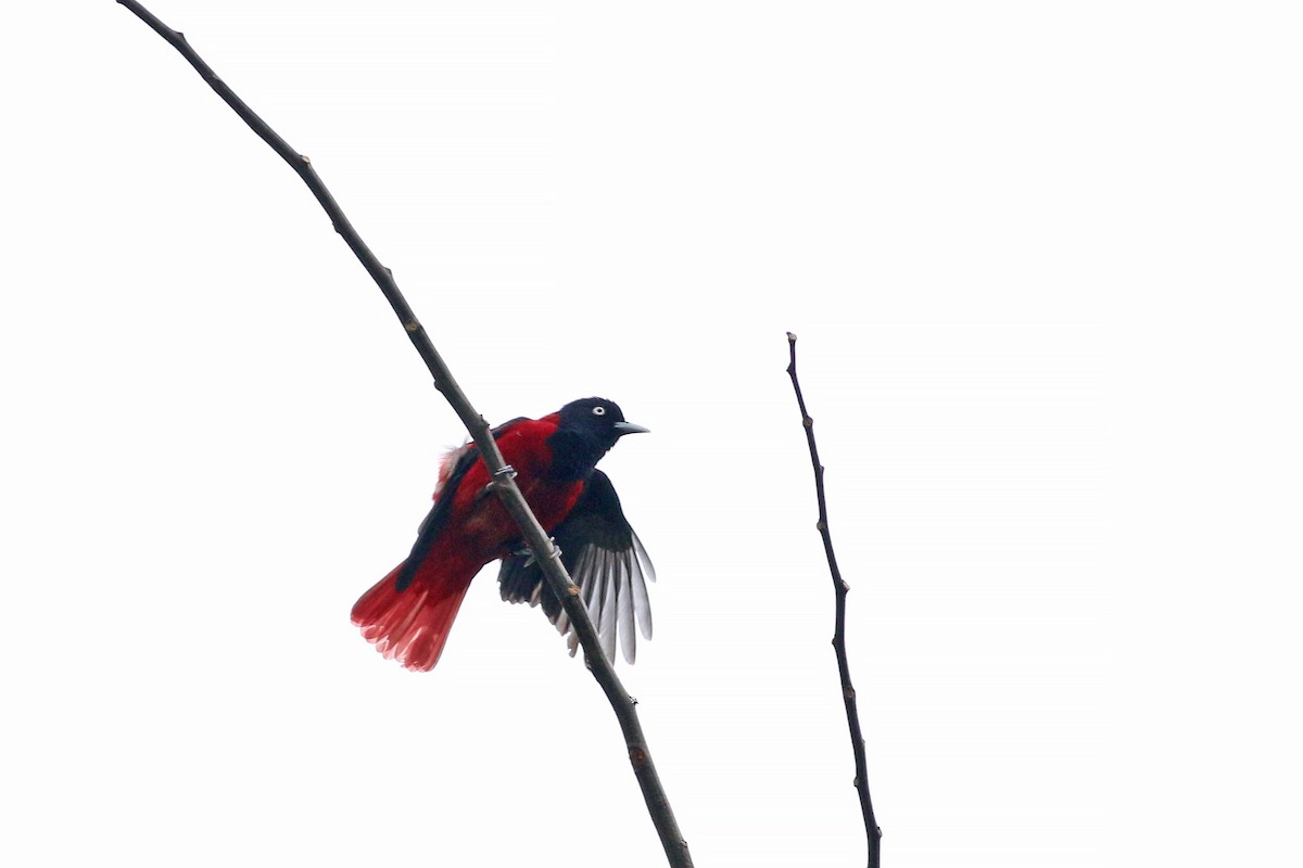 Maroon Oriole - ML641709972