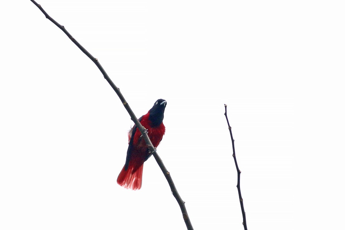 Maroon Oriole - ML641709973