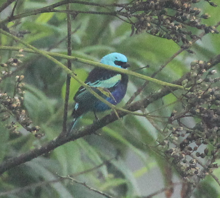 Blue-necked Tanager - ML641710032