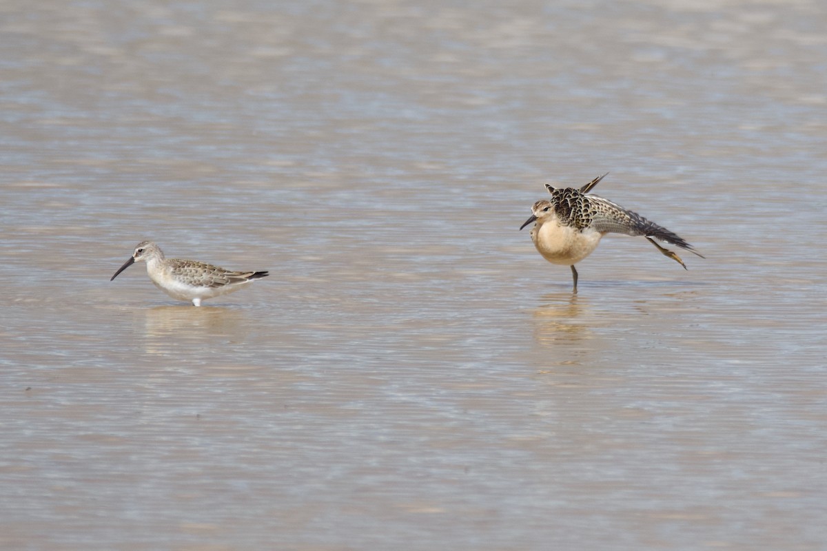 Ноцоо элсэг - ML641710045