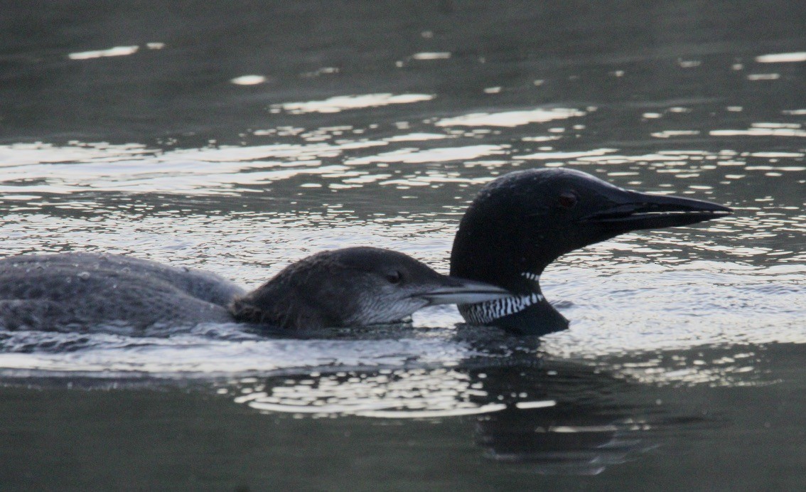 Common Loon - ML641710064