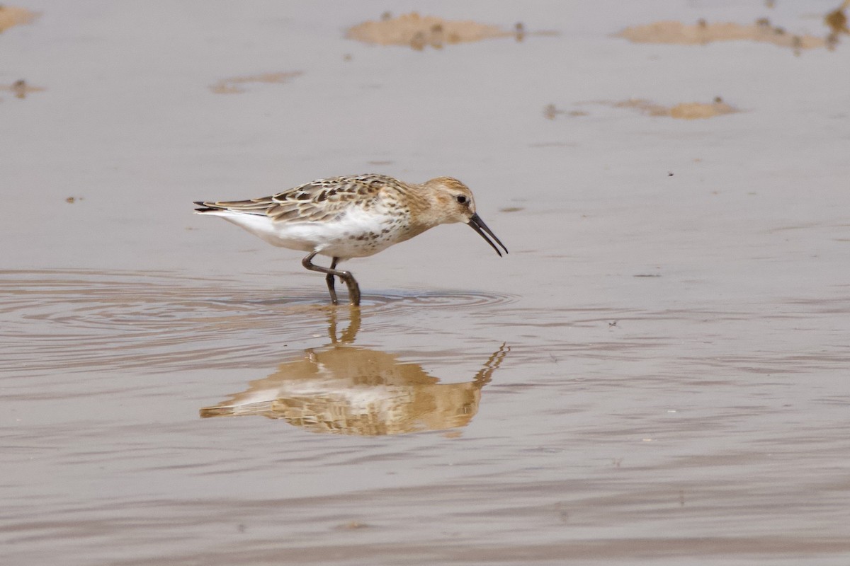 Хар элсэг - ML641710066