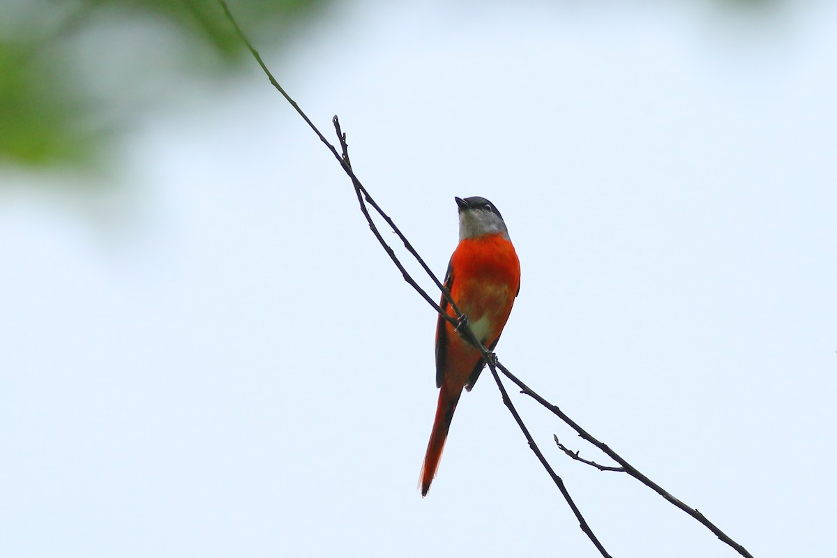 Graukehl-Mennigvogel - ML641710104