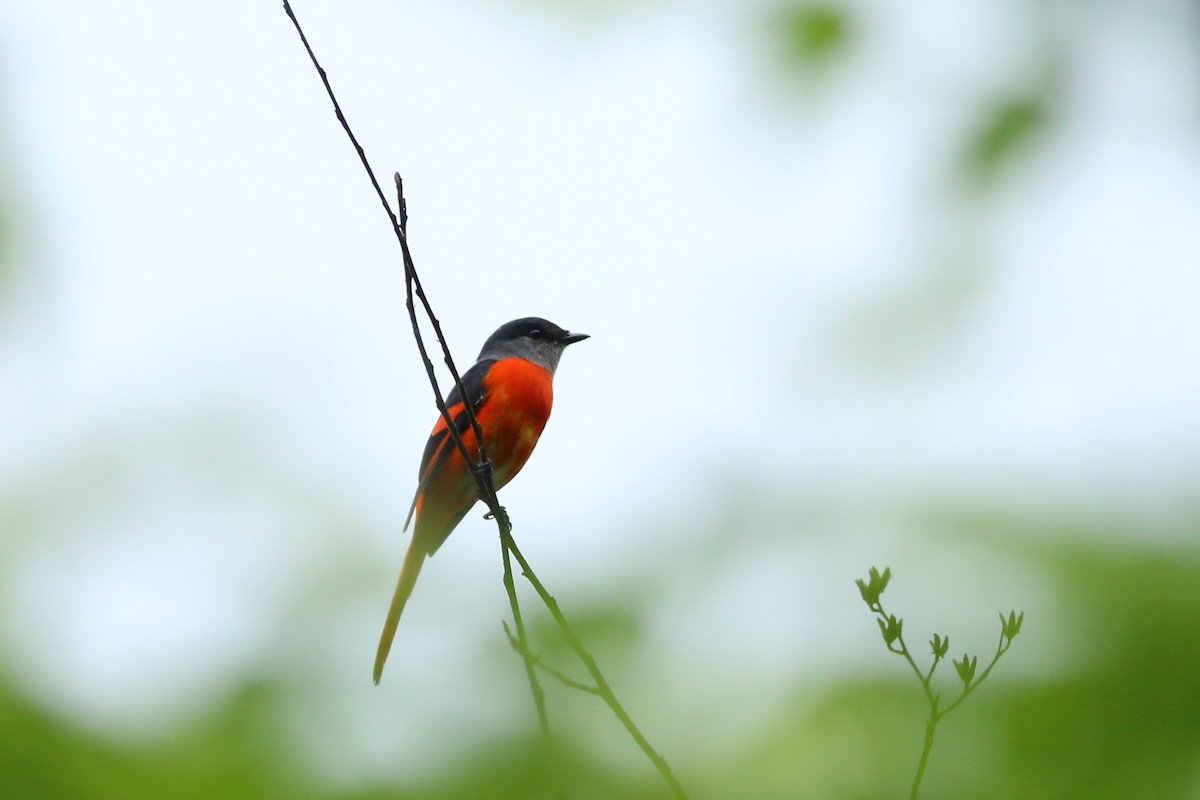 Graukehl-Mennigvogel - ML641710105