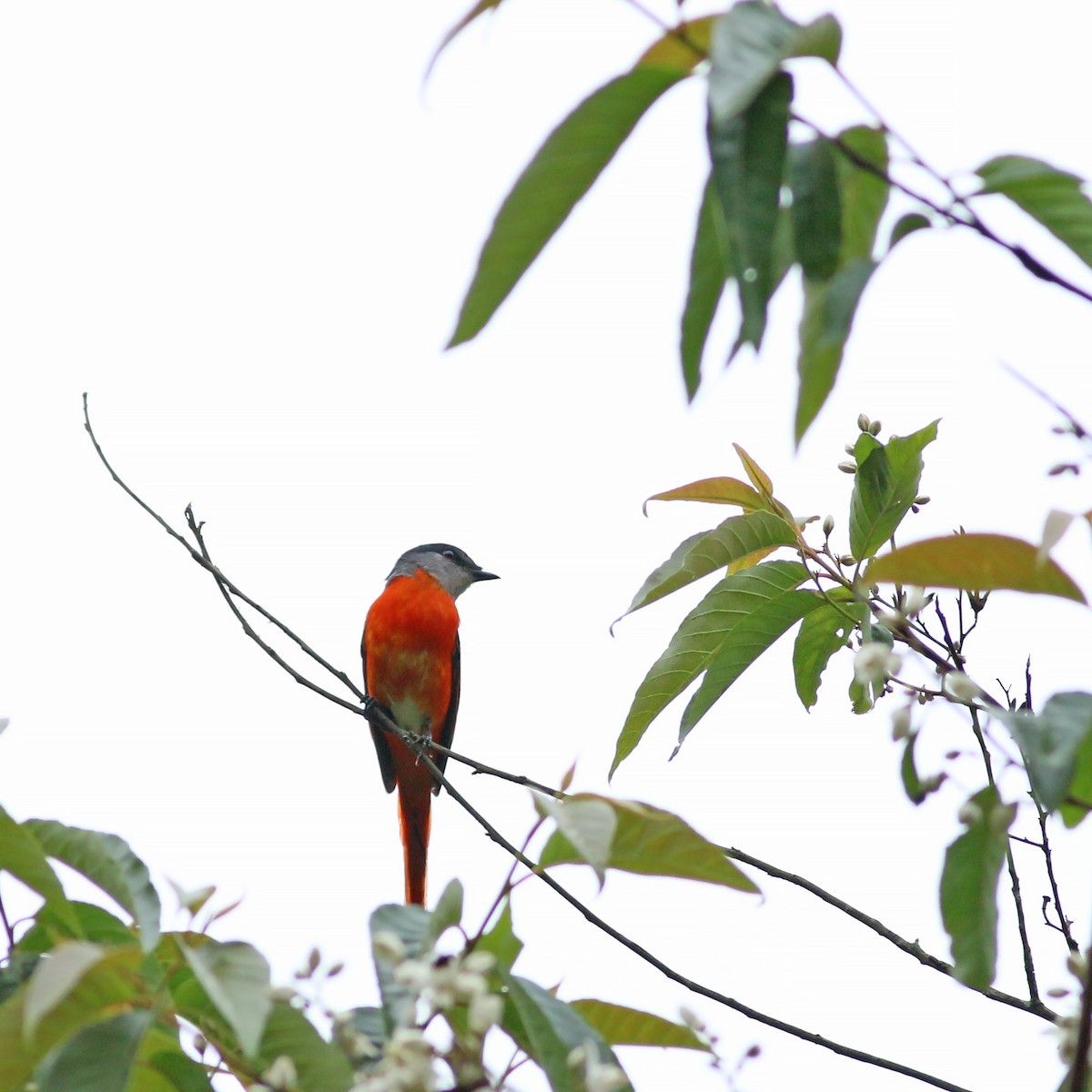 Graukehl-Mennigvogel - ML641710106