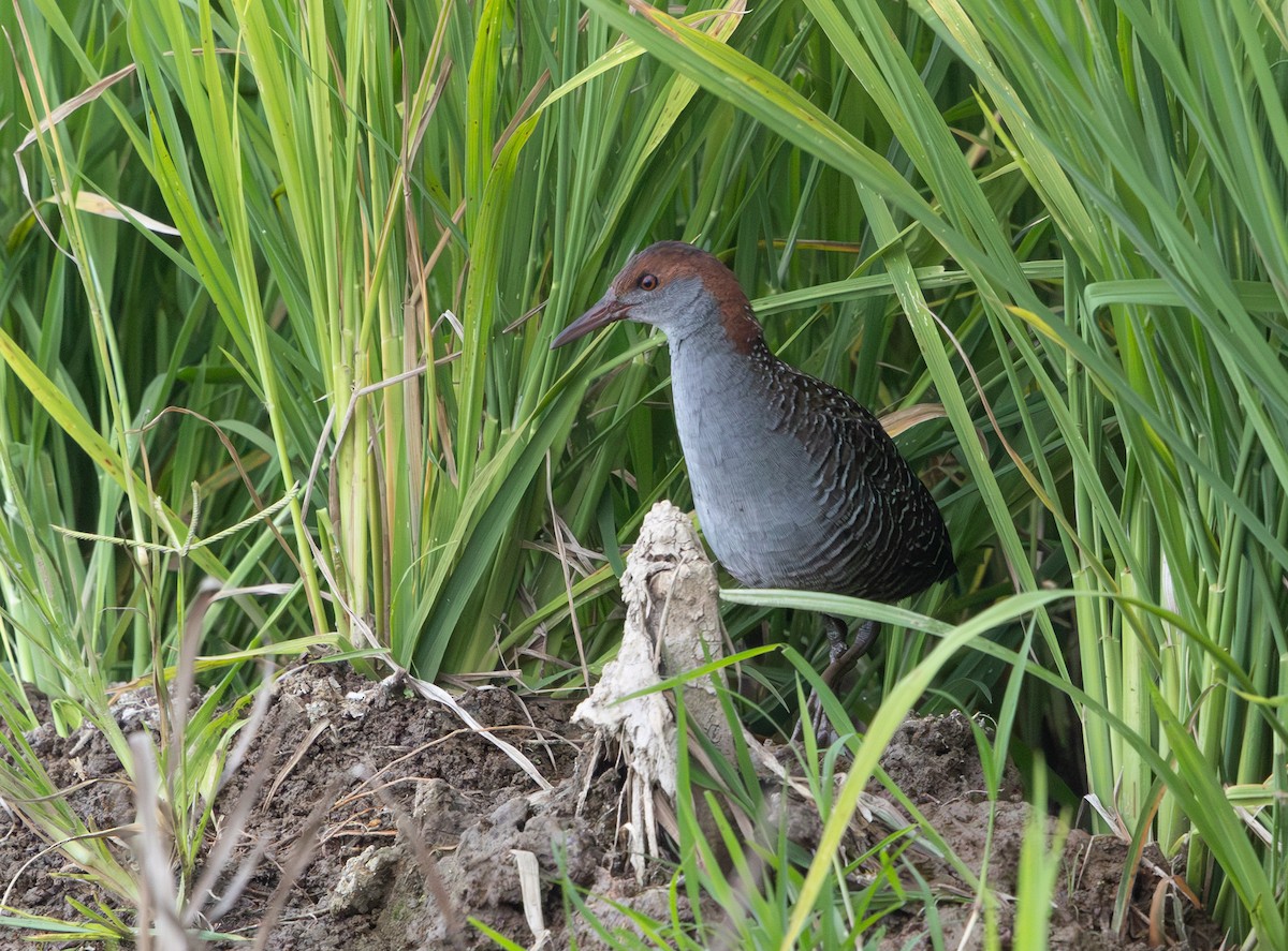 Slaty-breasted Rail - ML641710129