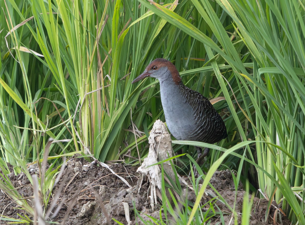 Slaty-breasted Rail - ML641710134