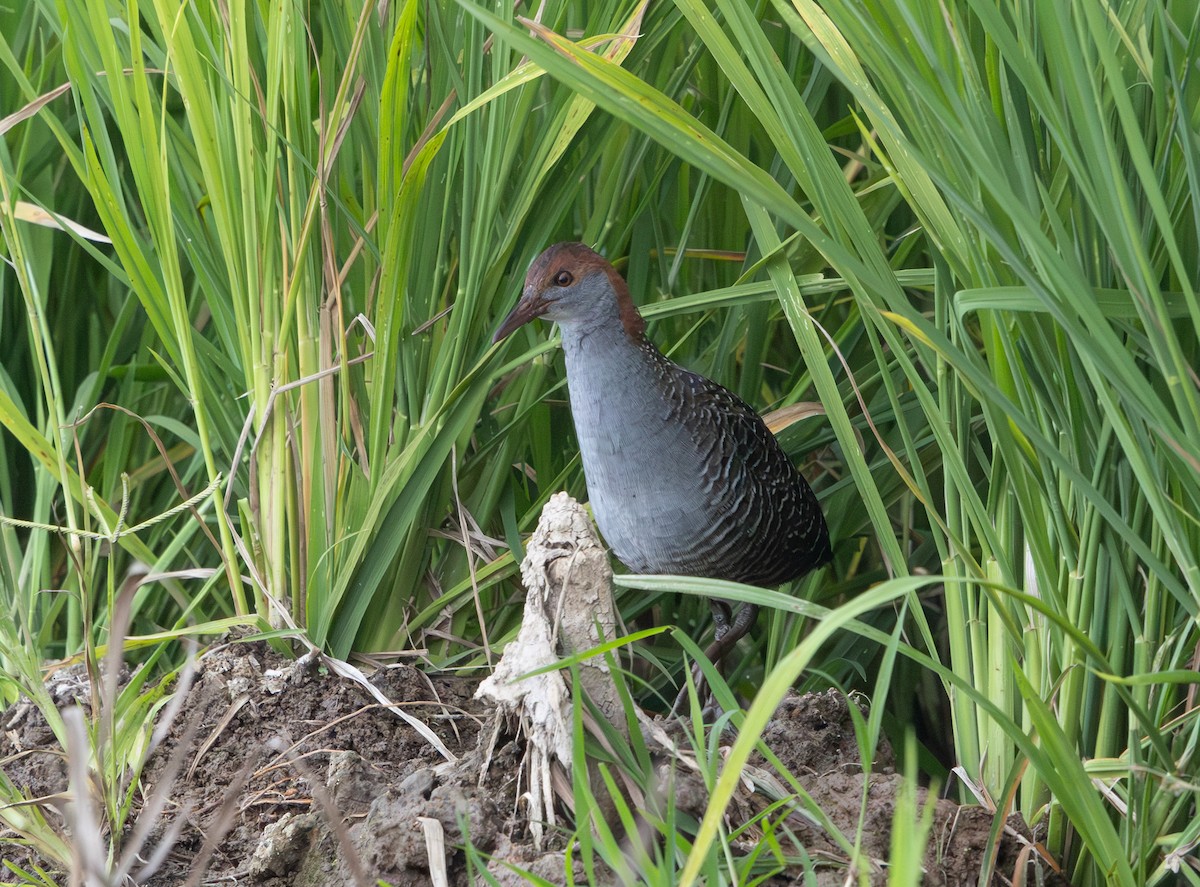 Slaty-breasted Rail - ML641710136