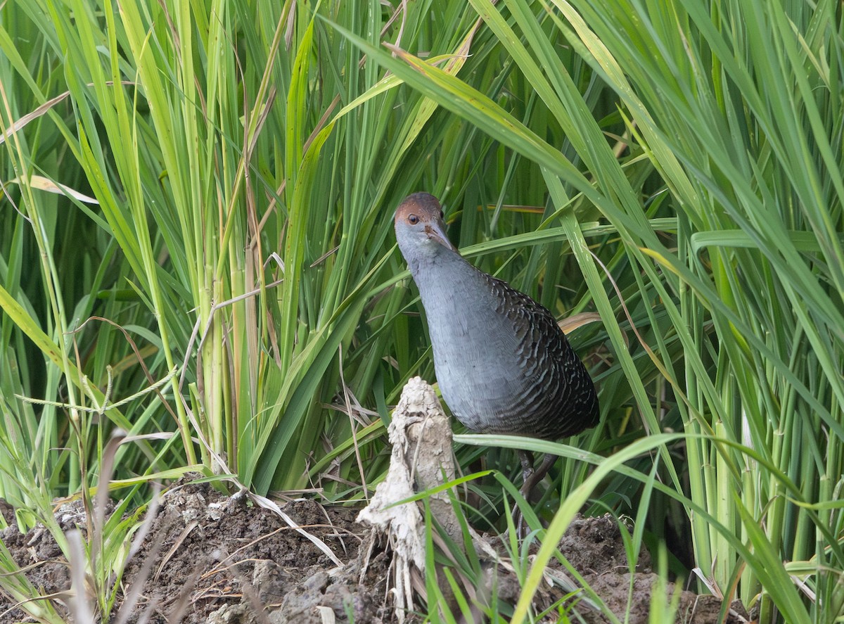 Slaty-breasted Rail - ML641710138