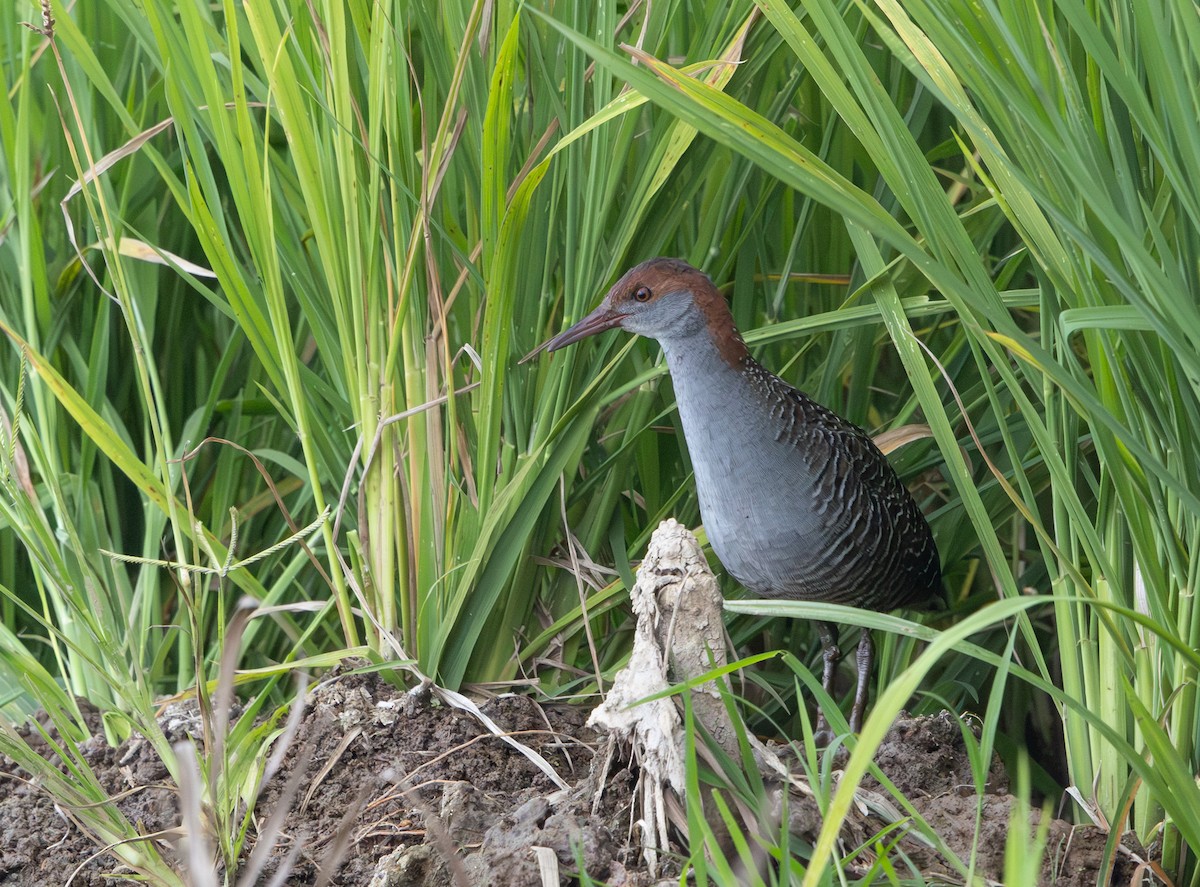 Slaty-breasted Rail - ML641710149