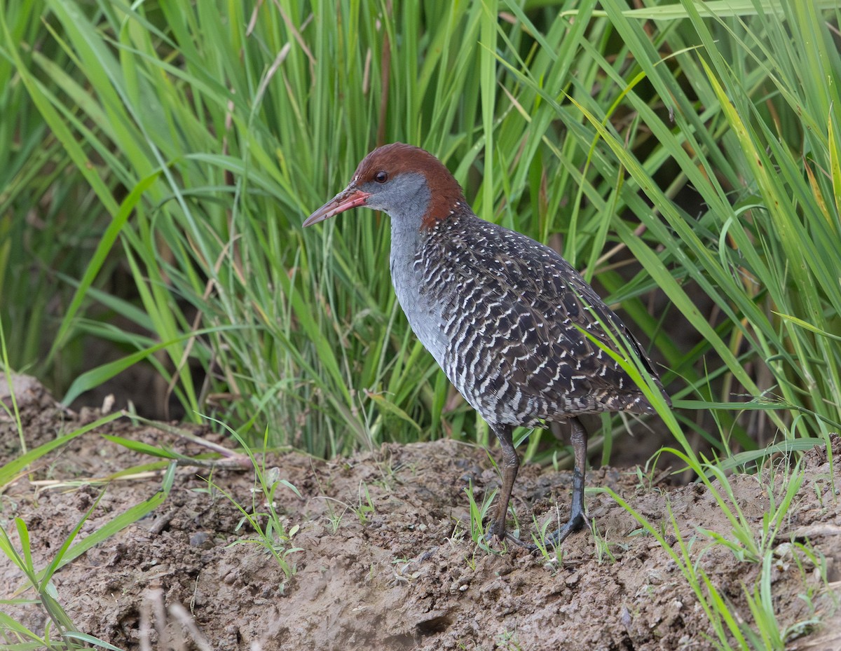 Slaty-breasted Rail - ML641710157