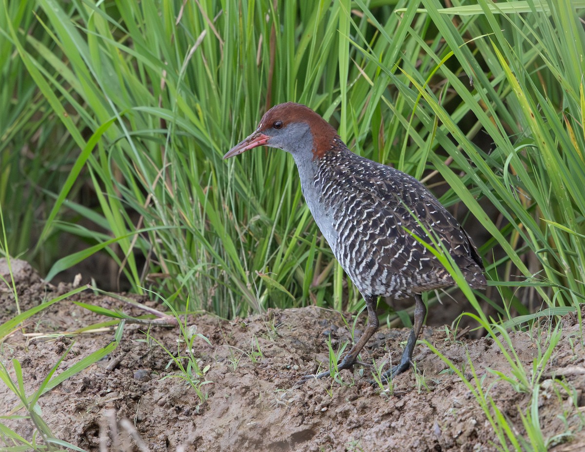 Slaty-breasted Rail - ML641710158