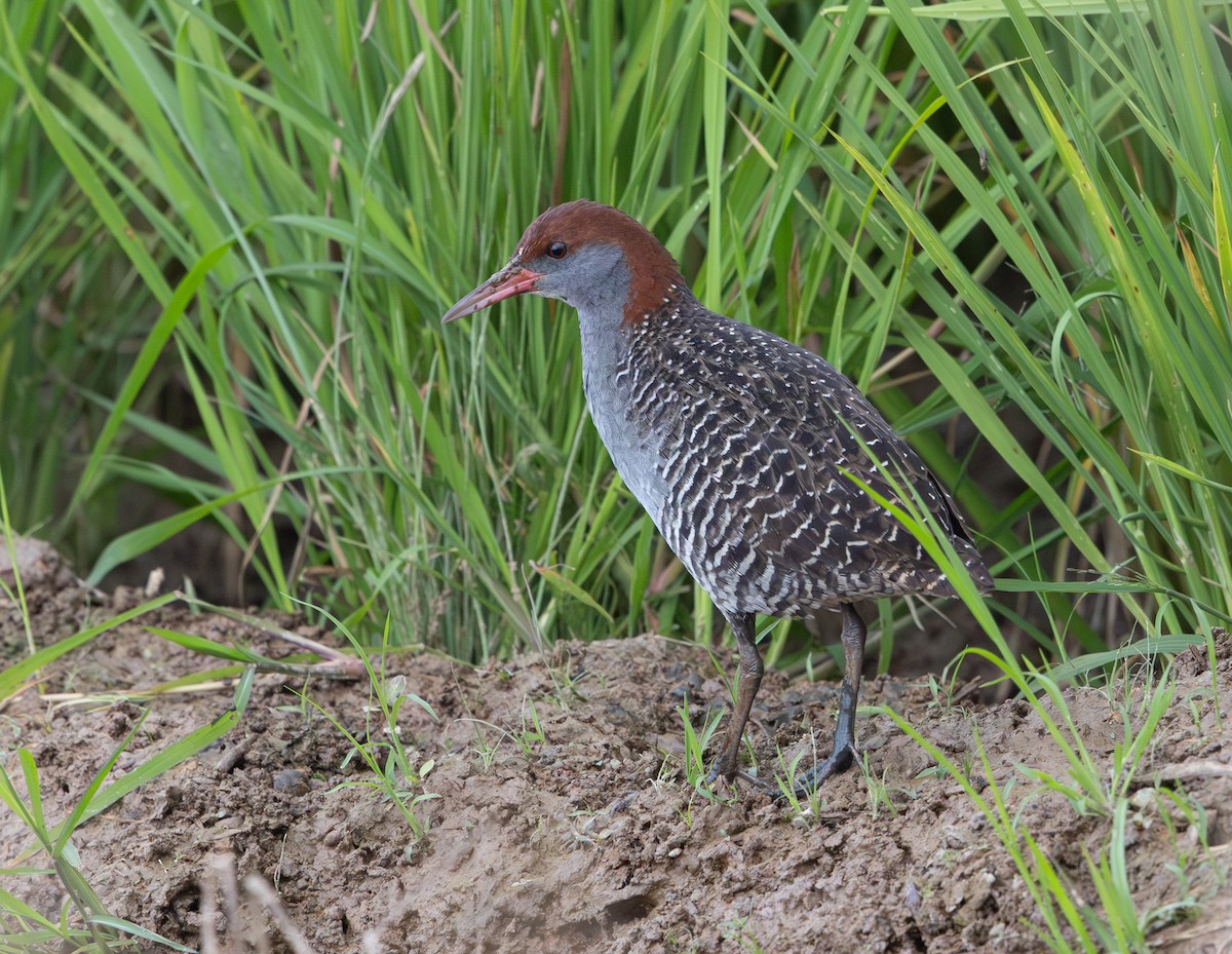 Slaty-breasted Rail - ML641710159