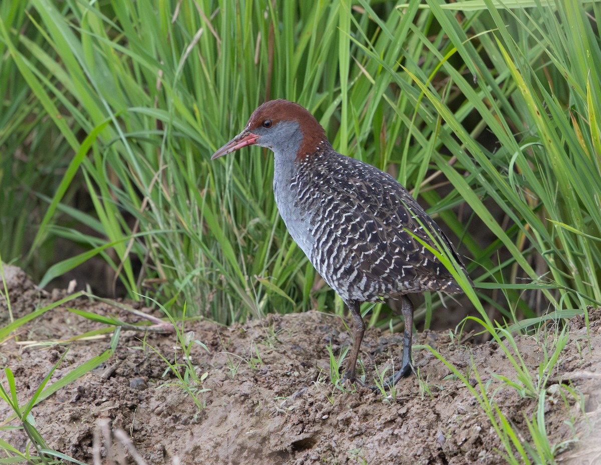 Slaty-breasted Rail - ML641710160