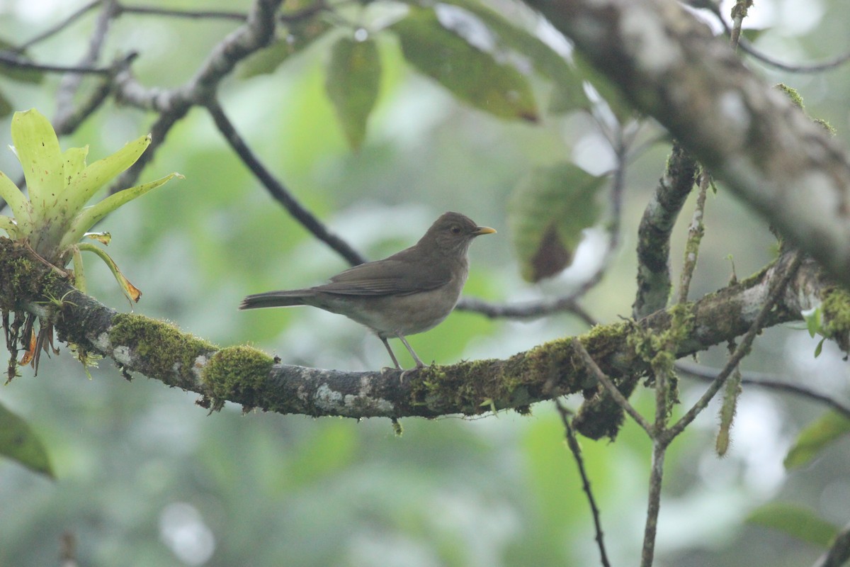 Ecuadorian Thrush - ML641710324