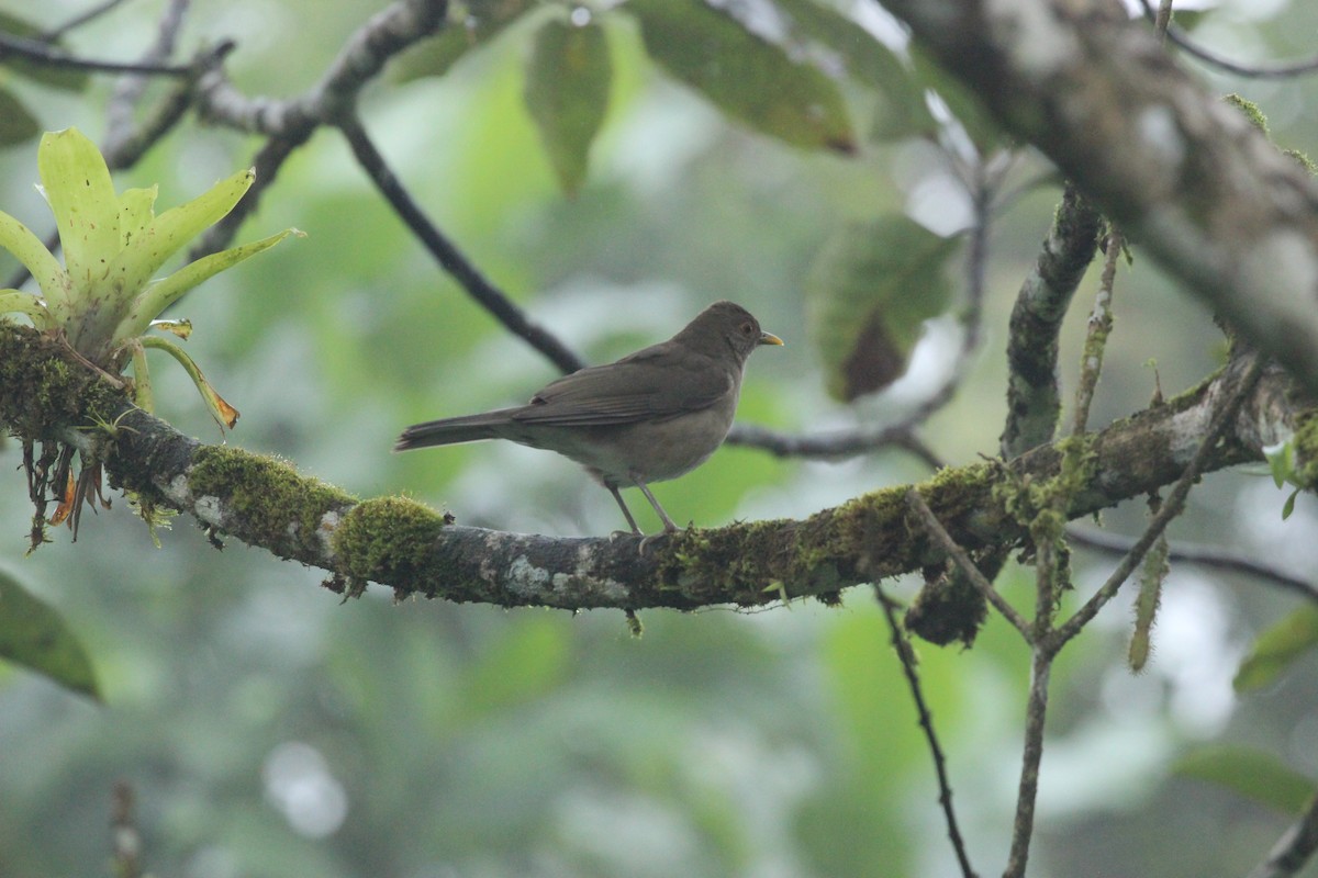 Ecuadorian Thrush - ML641710325