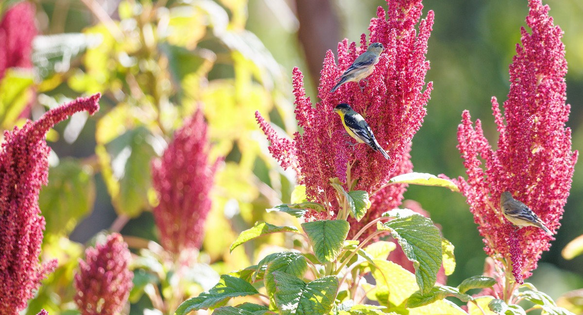 Lesser Goldfinch - ML641710338