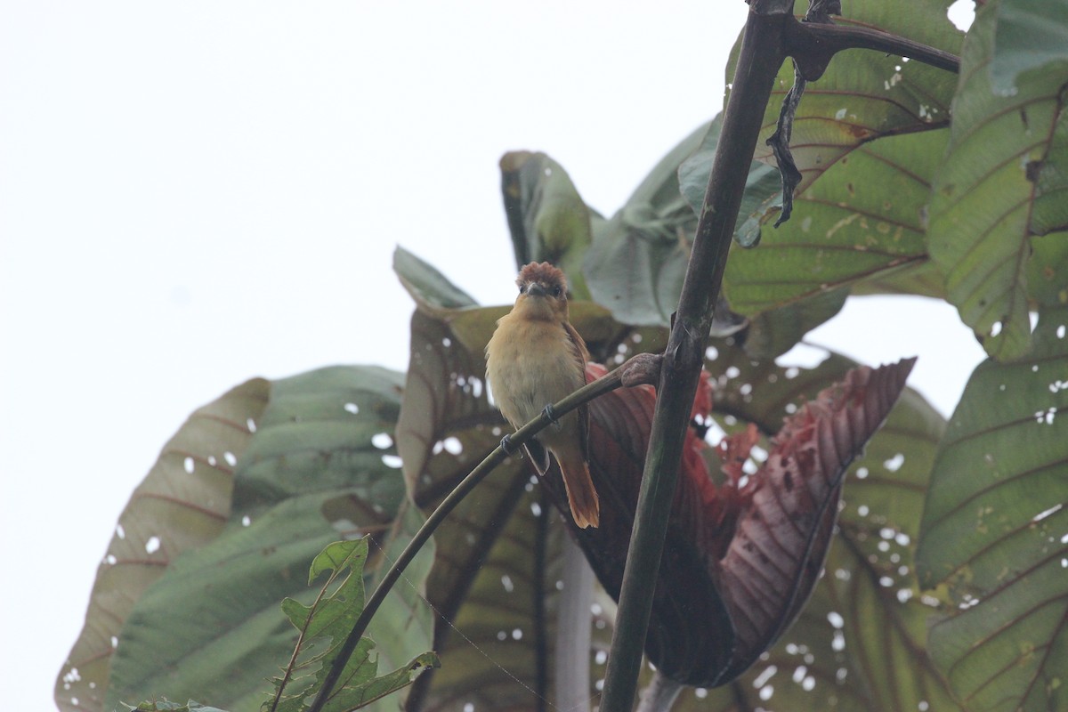 Cinnamon Becard - ML641710369