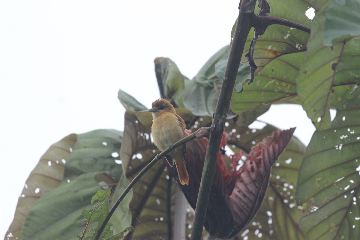 Cinnamon Becard - ML641710370
