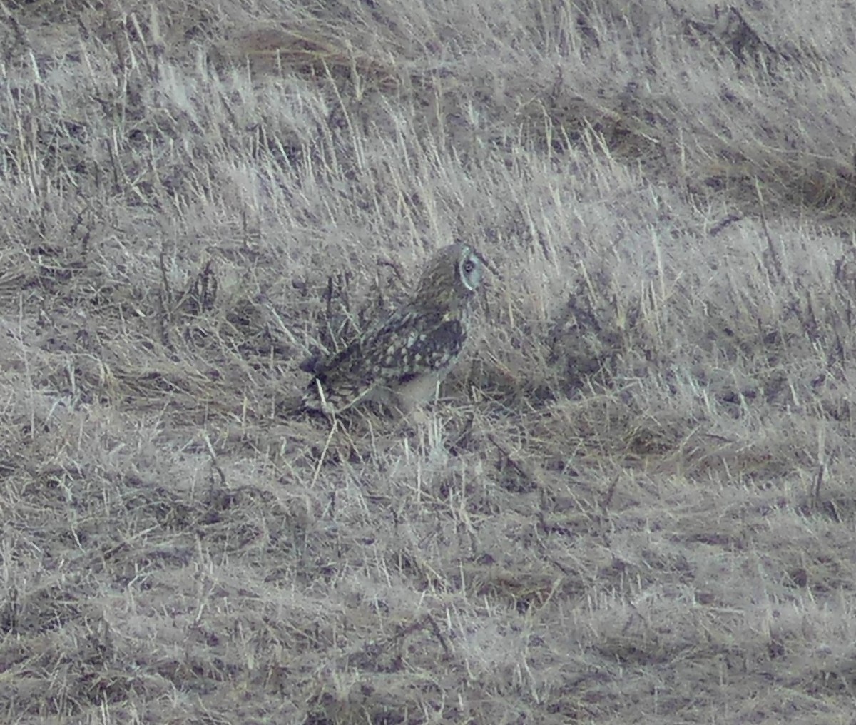 Short-eared Owl - ML641710397