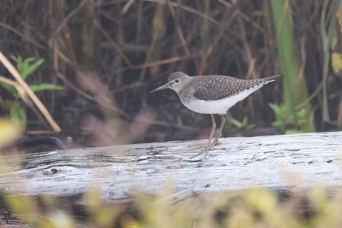Solitary Sandpiper - ML641710421