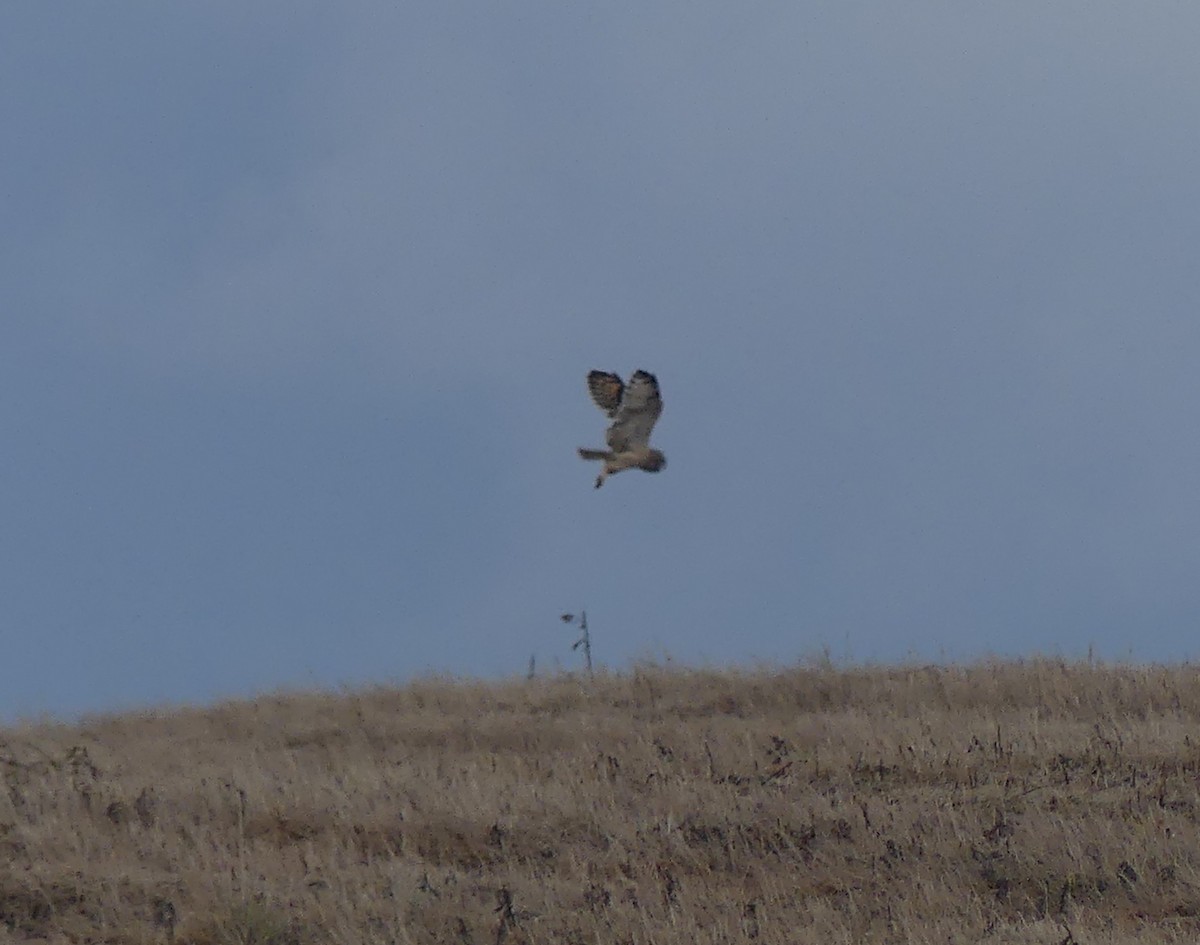 Short-eared Owl - ML641710422