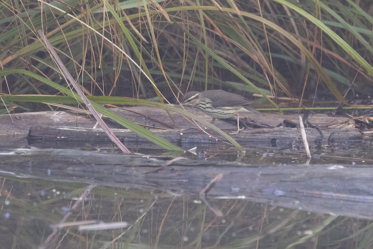 Northern Waterthrush - ML641710441