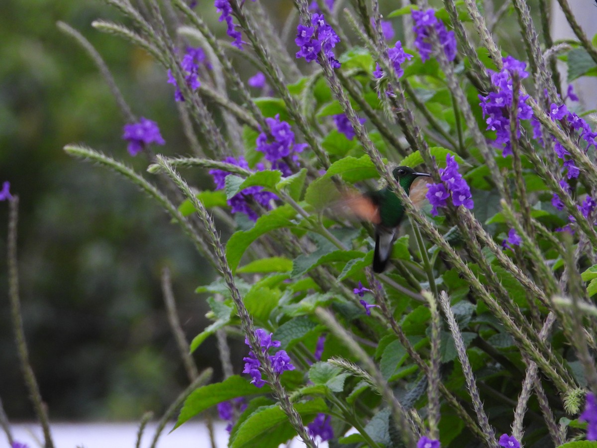 Stripe-tailed Hummingbird - ML641710501