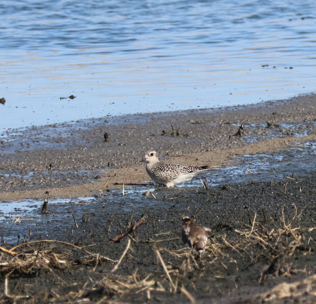 Black-bellied Plover - ML641710539