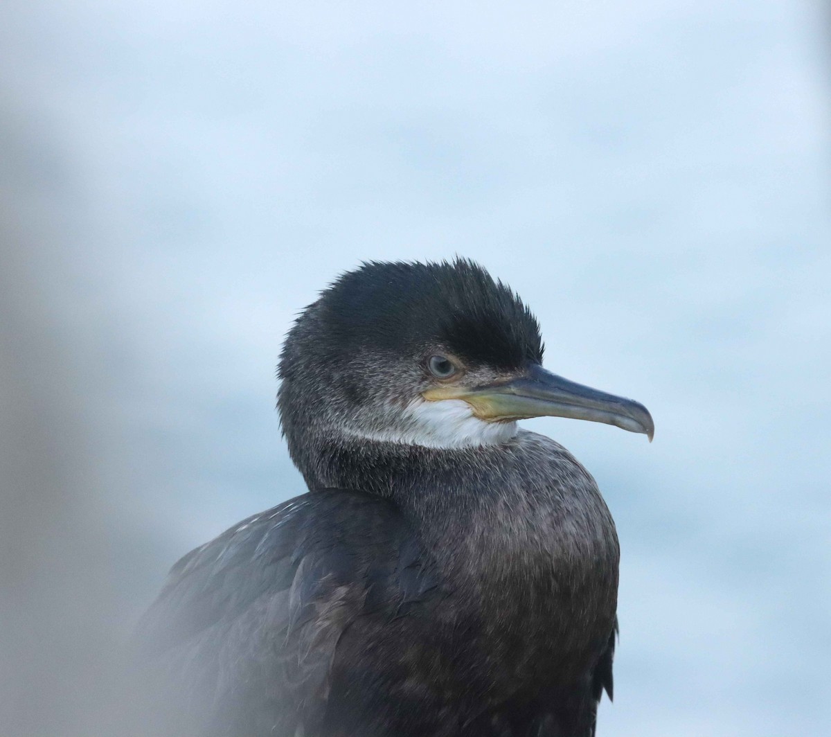 European Shag - ML641710567