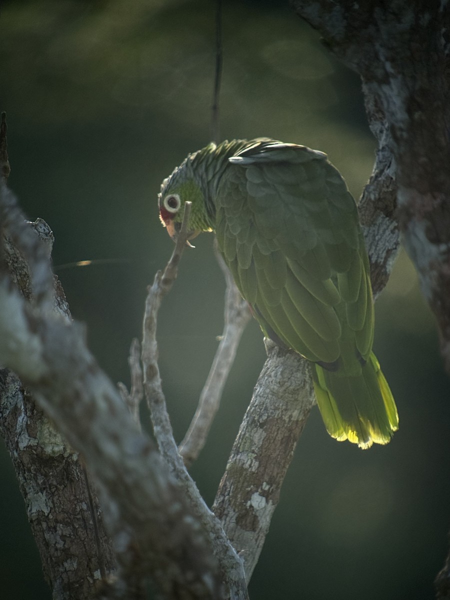 Red-lored Amazon - ML641710571