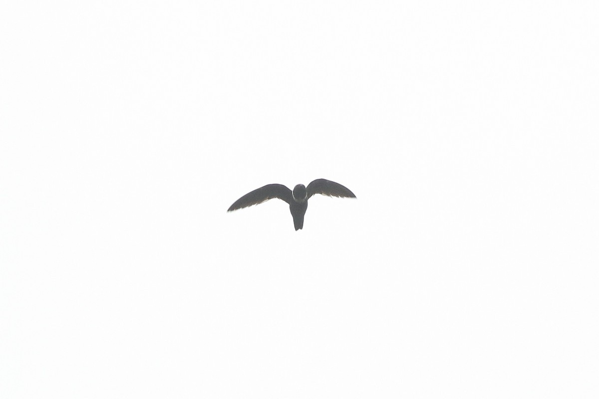 White-collared Swift - ML641710595