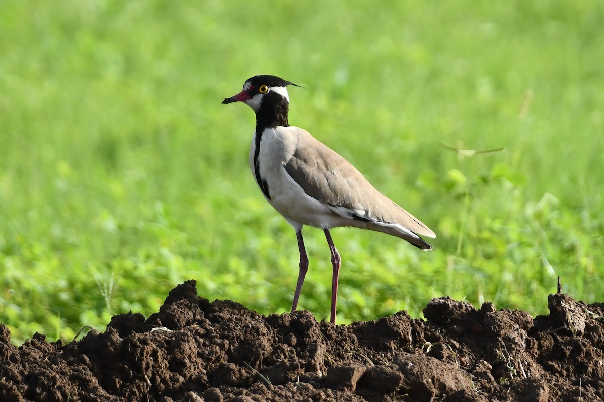 Black-headed Lapwing - ML641710618