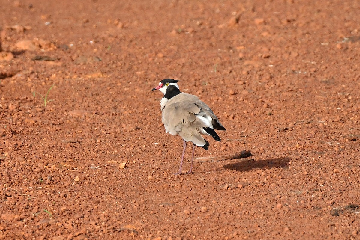 Black-headed Lapwing - ML641710619
