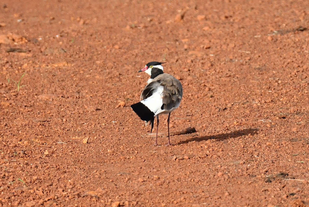 Black-headed Lapwing - ML641710620