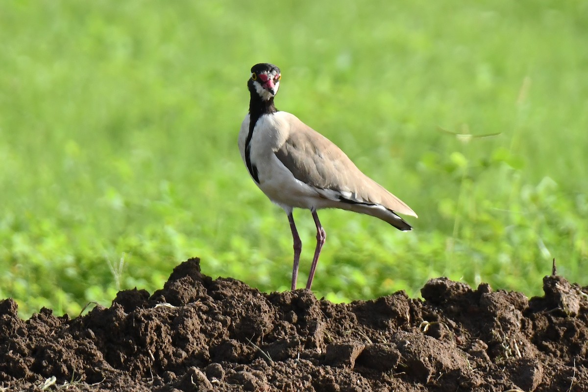 Black-headed Lapwing - ML641710621
