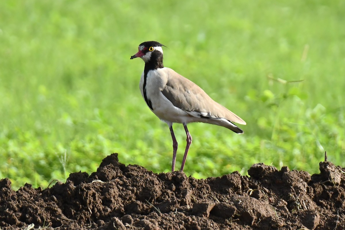 Black-headed Lapwing - ML641710622