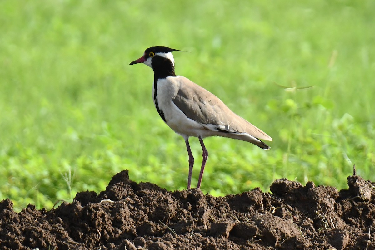 Black-headed Lapwing - ML641710623
