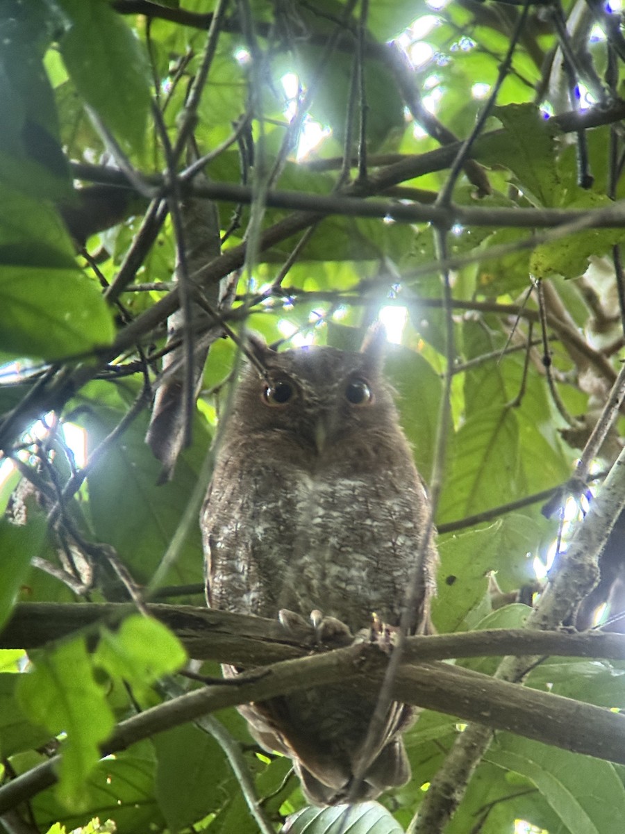 Choco Screech-Owl - ML641710645