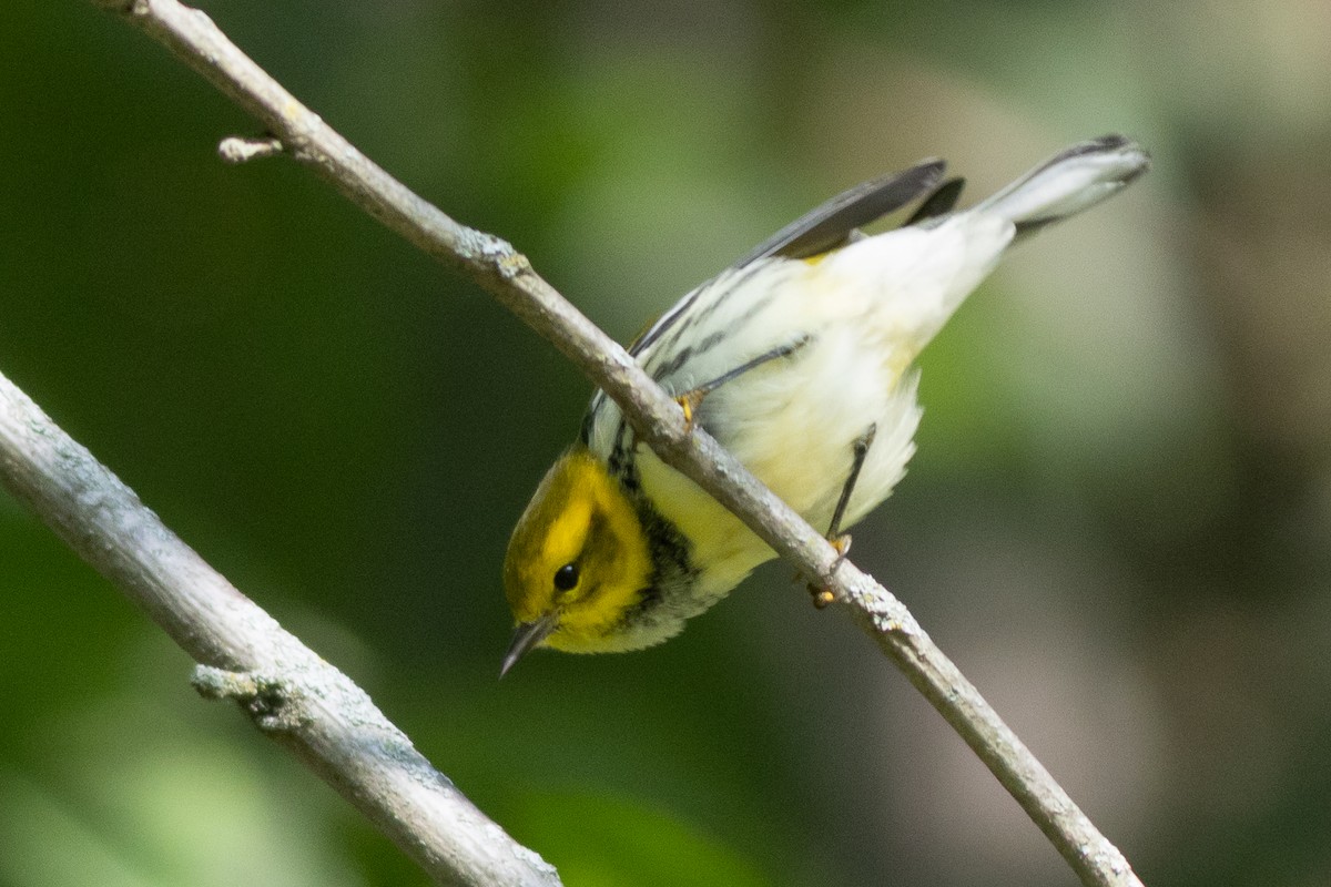 Black-throated Green Warbler - ML641710672