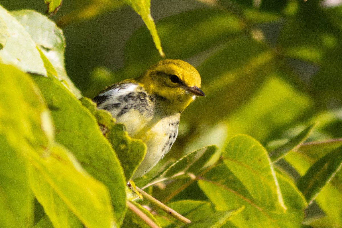 Black-throated Green Warbler - ML641710673