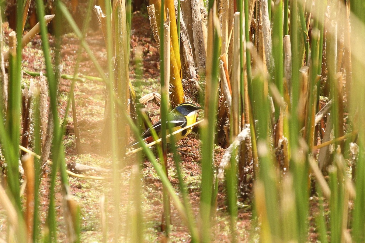 Many-colored Rush Tyrant - ML641710713