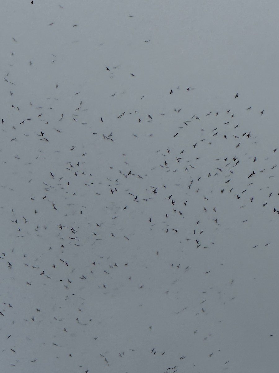 Mississippi Kite - ML641710715