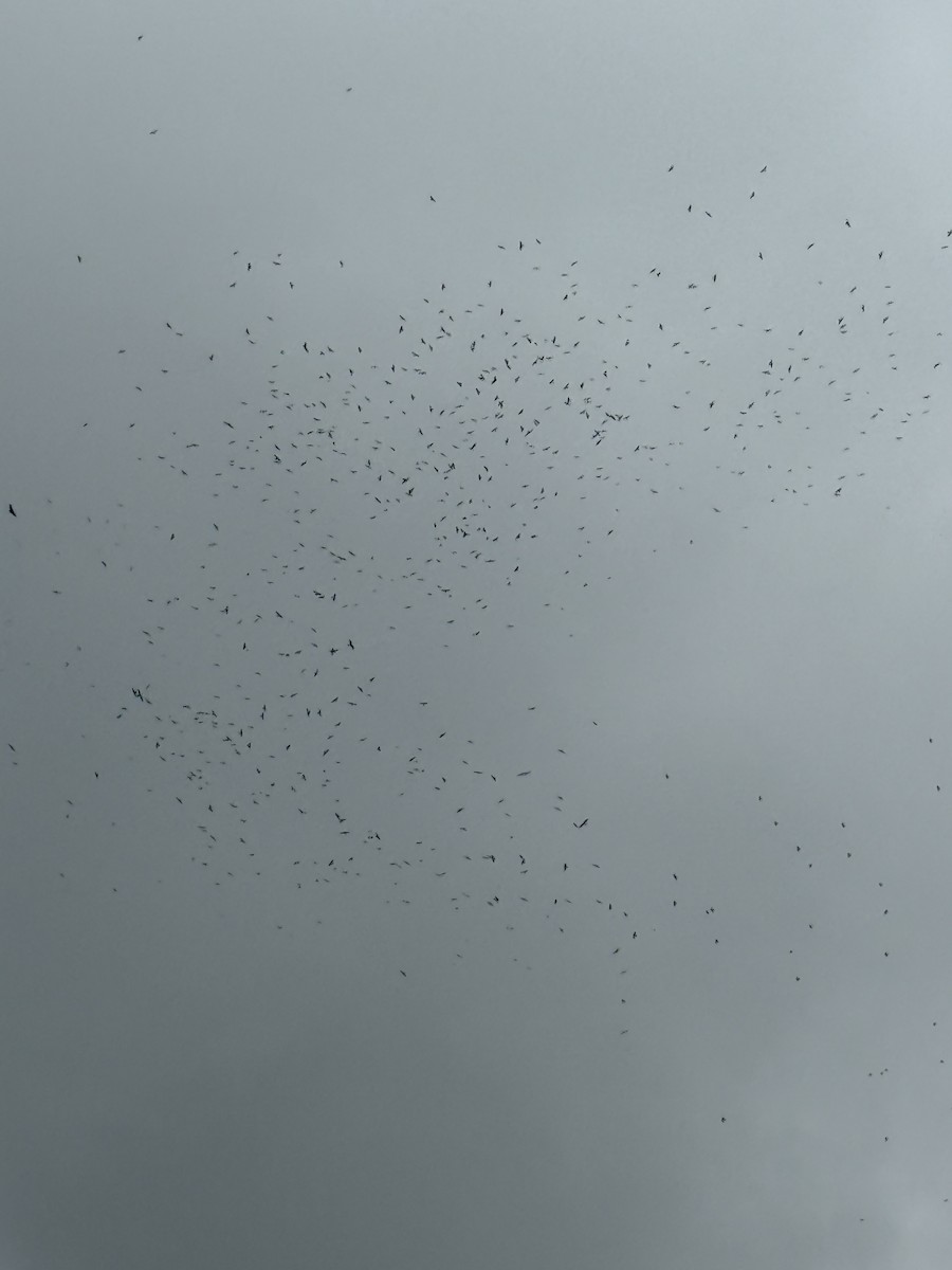 Mississippi Kite - ML641710716