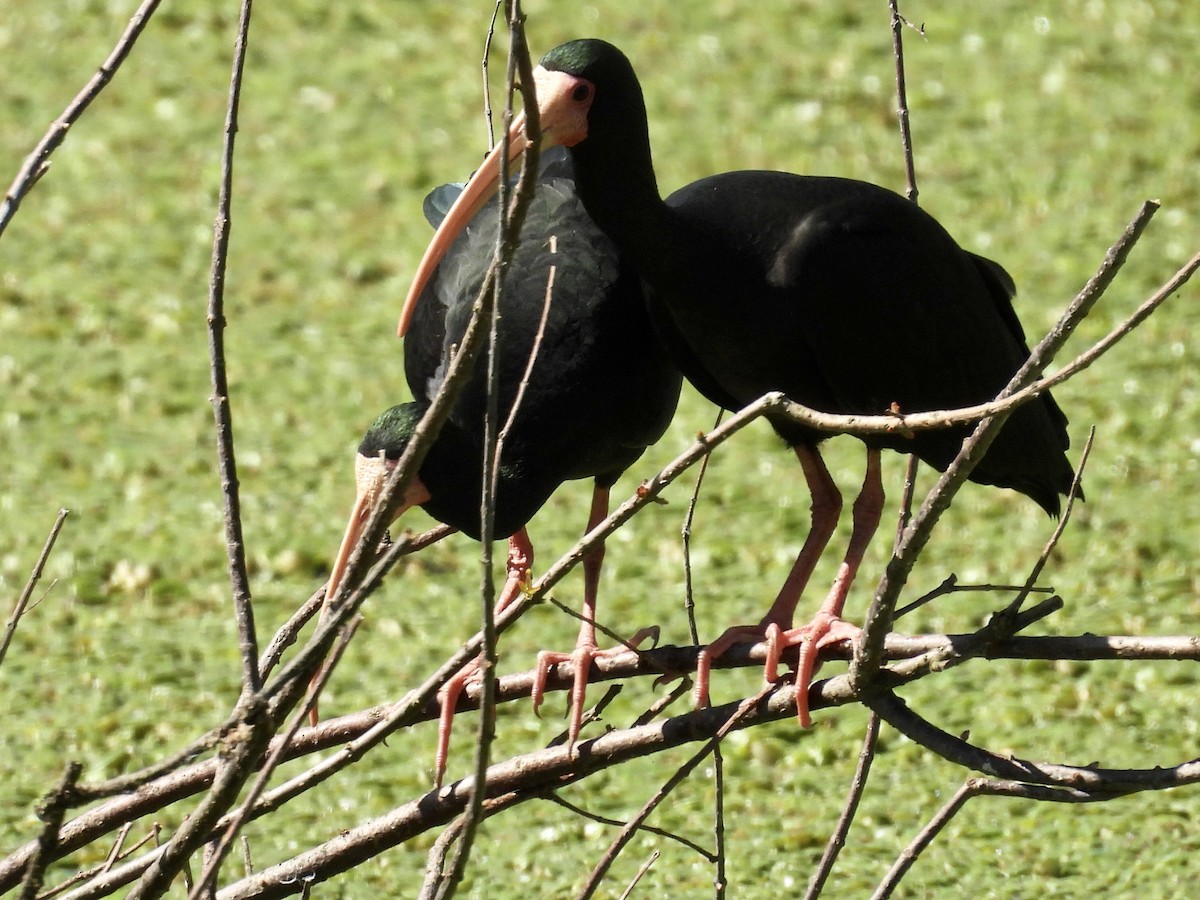Bare-faced Ibis - ML641710778