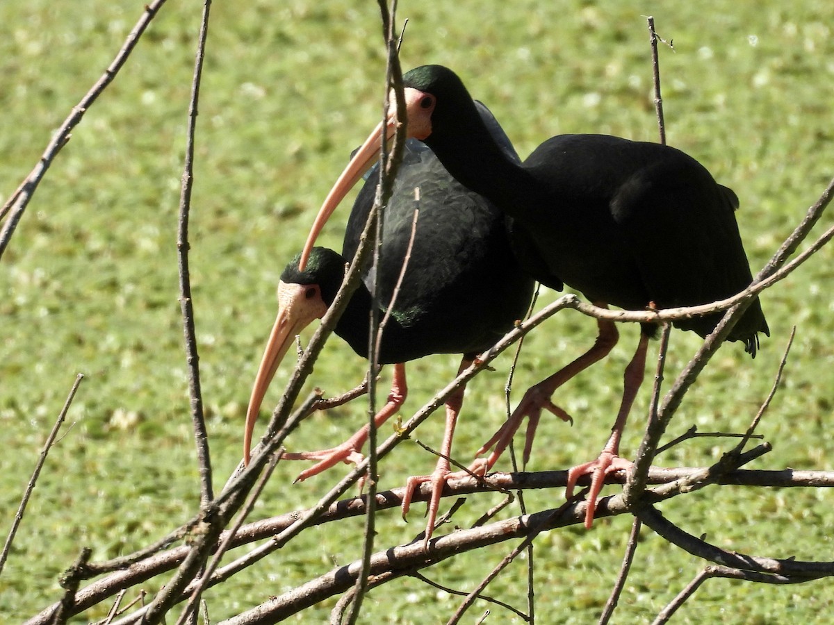 Bare-faced Ibis - ML641710779