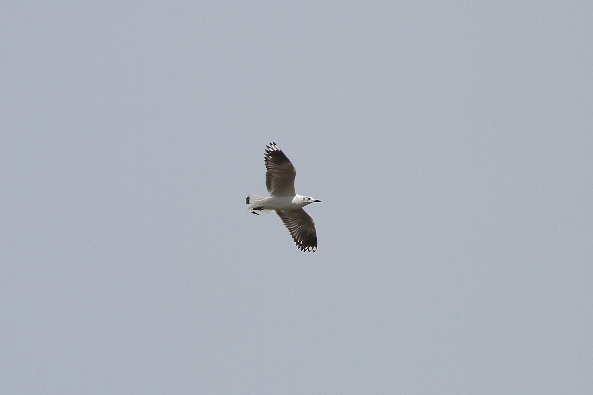 Andean Gull - ML641710799